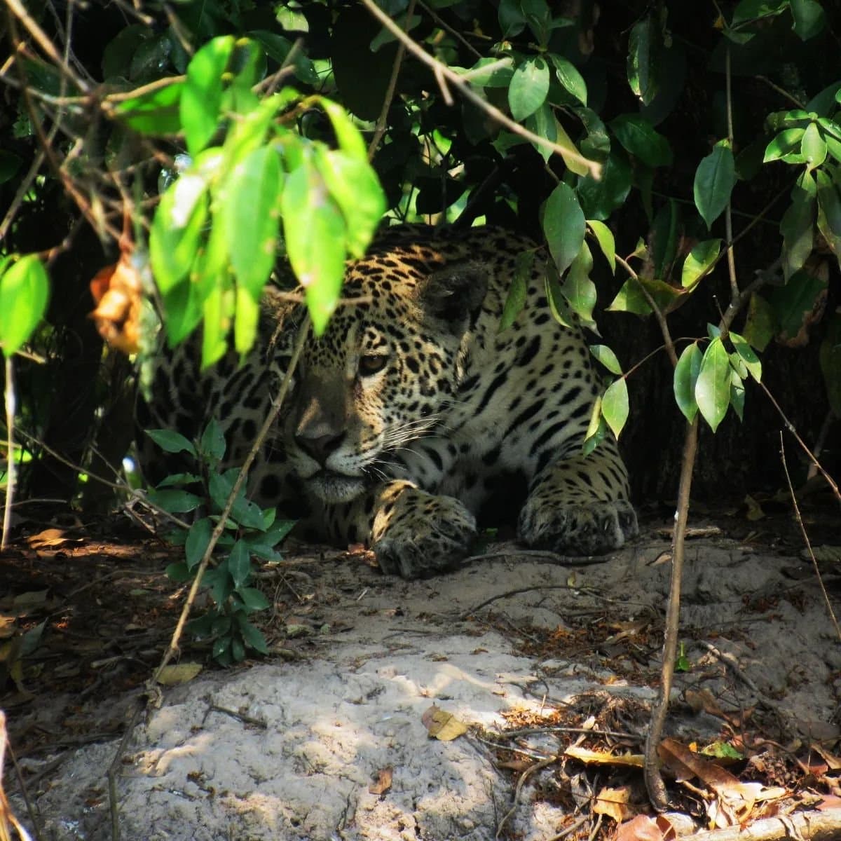 Camouflé à la perfection, serein, et franchement indifférent à votre appareil photo. Un jaguar au repos dans l'ombre d'une végétation riveraine dense lors d'un safari dans le sud du Pantanal, son pelage tacheté à moitié dissimulé derrière des branches sur un banc de sable