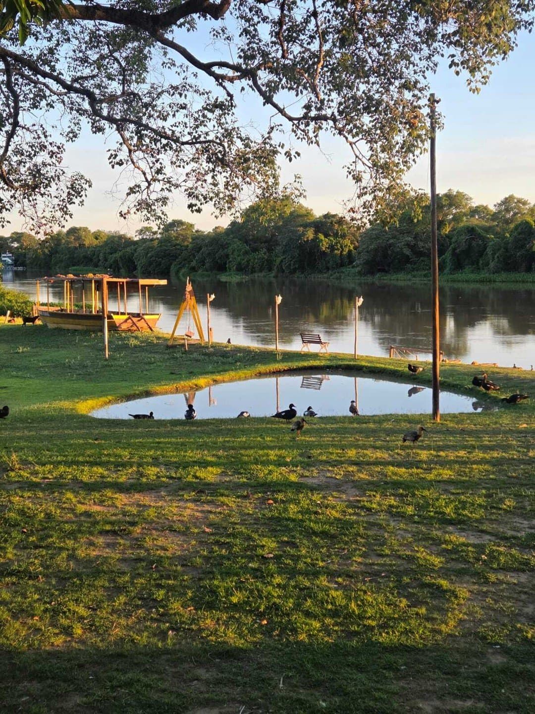 Die Enten kennen hier jeden Winkel, die Gäste noch nicht. Ein kleiner Teich auf der Rasenfläche einer günstigen Pantanal-Lodge im goldenen Abendlicht, mit dunklen Wasservögeln am Ufer, einem Holzboot am Fluss und dichtem Galeriewald im Hintergrund