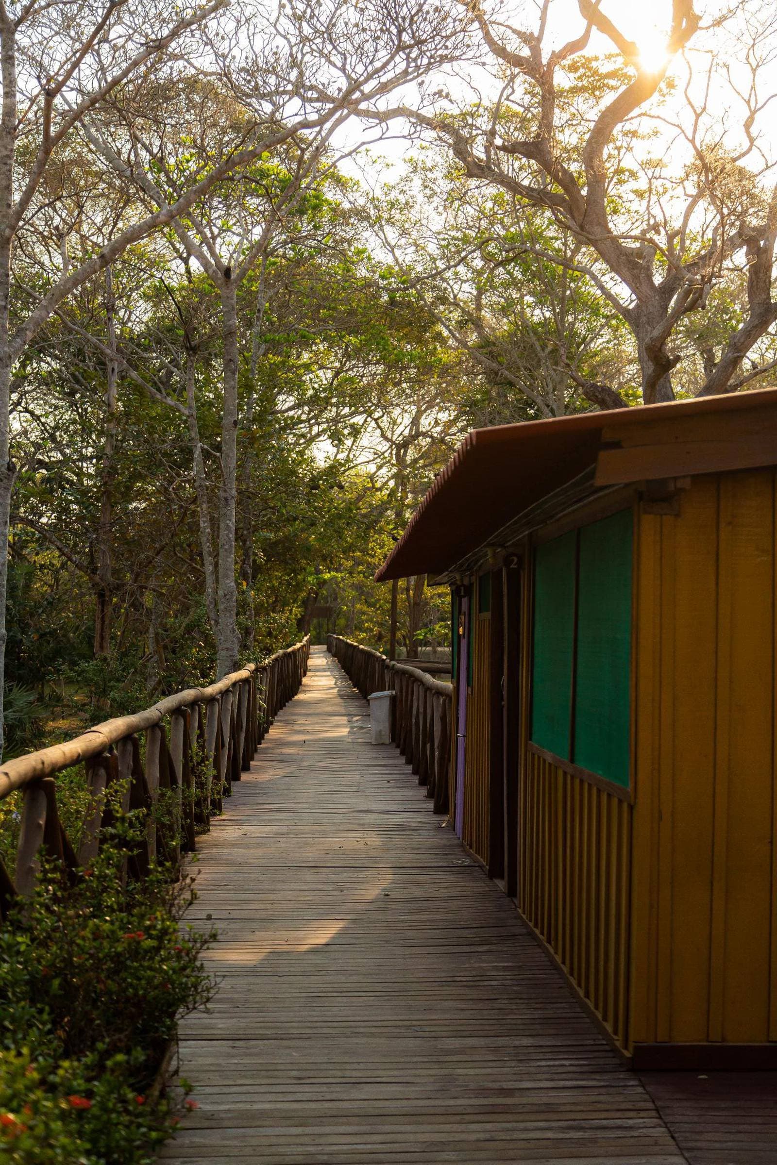 Solche Wege bremsen dich aus, bevor du es merkst. Ein Holzsteg führt an bunten Lodgehütten einer Budget-Pantanal-Unterkunft entlang, gesäumt von hohen Trockenzeitbäumen mit Sonnenlicht, das durch das Blätterdach fällt