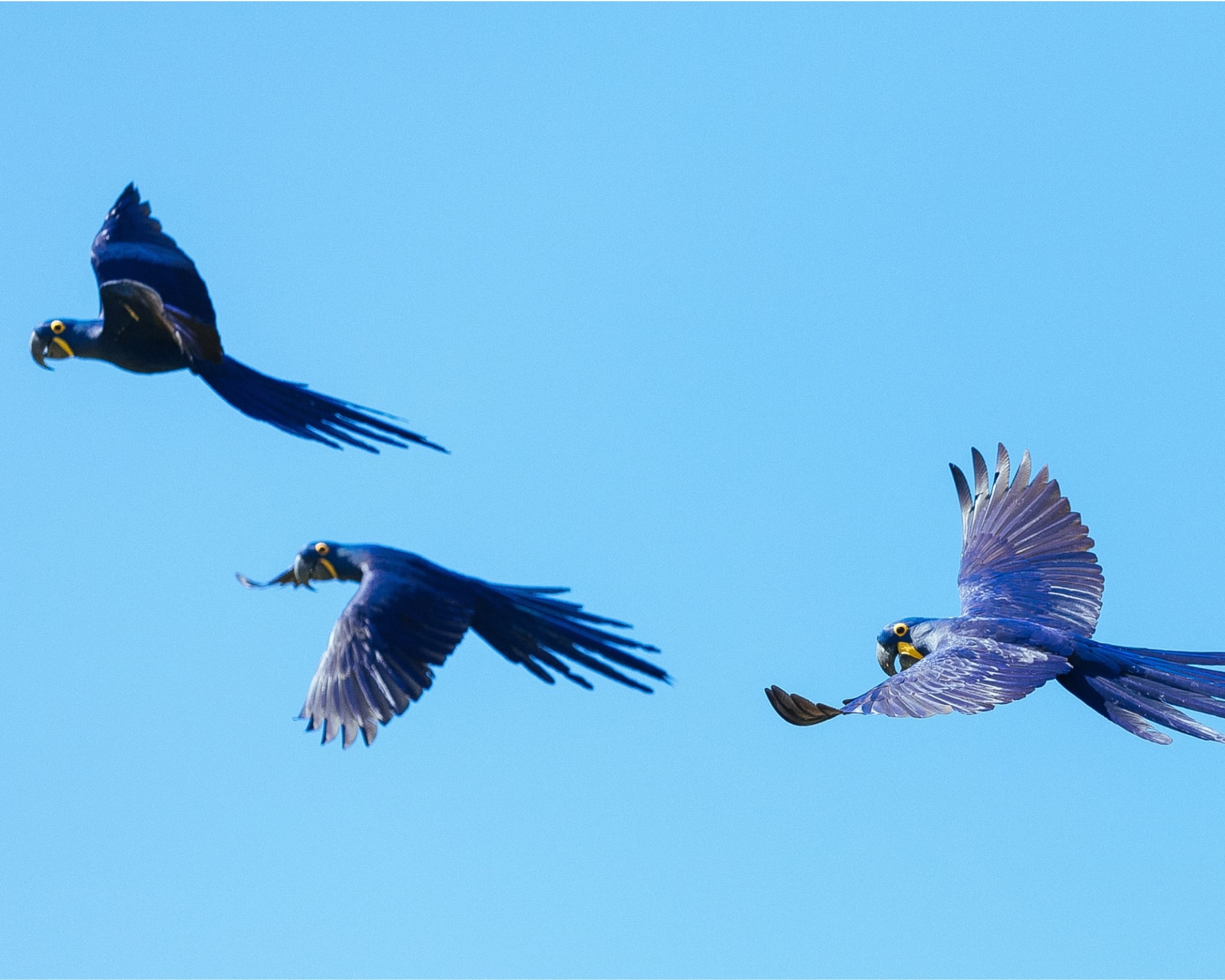 10 faits étonnants sur le Pantanal 10 faits étonnants sur le Pantanal