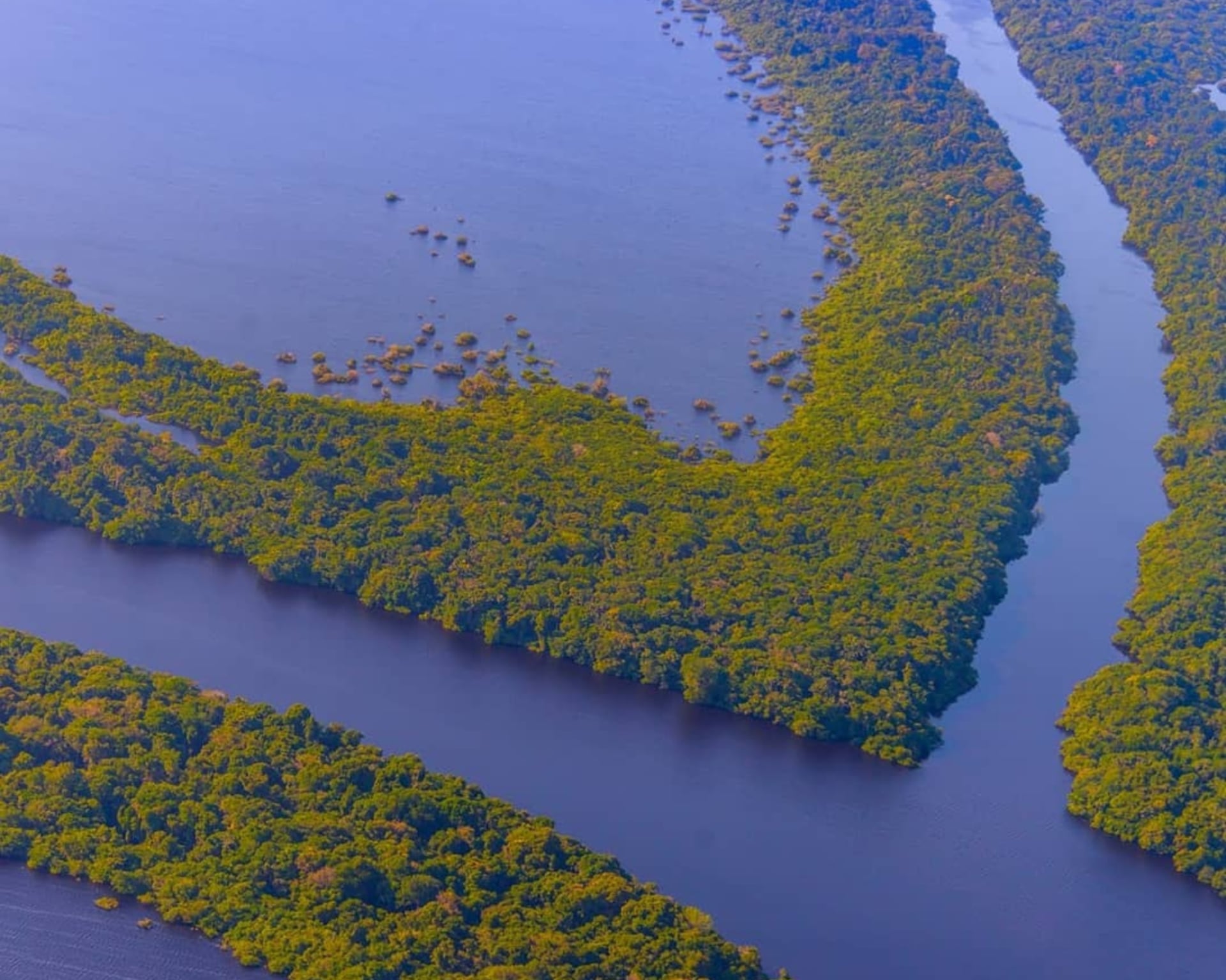 15 Curiosidades da Floresta Amazônica 15 Curiosidades da Floresta Amazônica