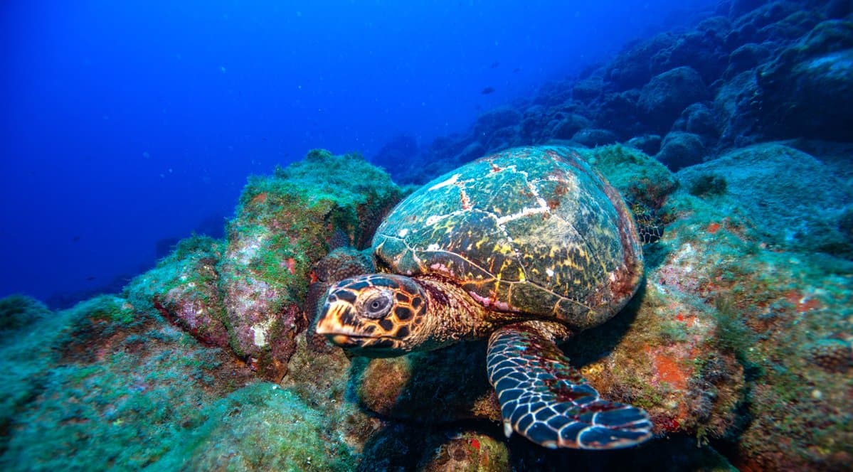 Rustig op de rotsen, totaal ongeïnteresseerd in de wereld daarboven. Een karetschildpad rustend op met algen bedekte vulkanische rotsen tijdens een 2-daags duikpakket in Fernando de Noronha, met diepblauw water op de achtergrond