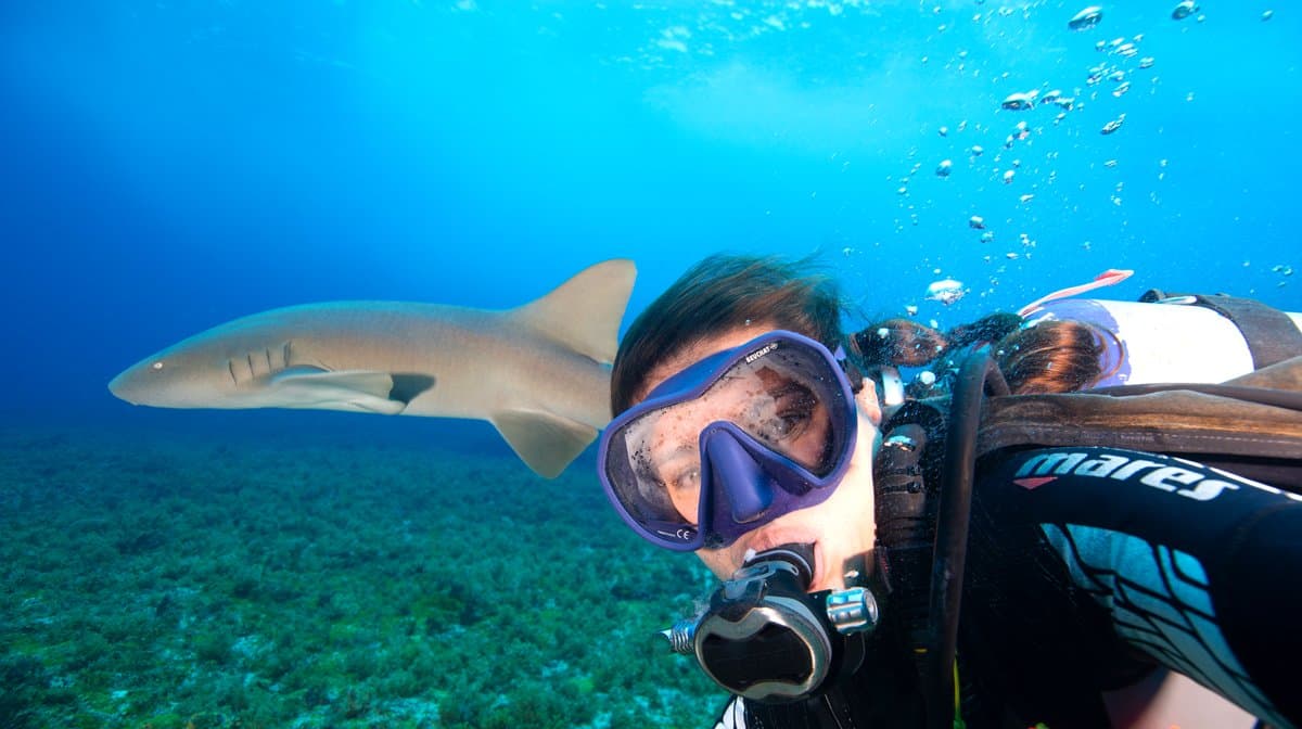 Een onverwachte duikmaatje die je de rest van je leven bijblijft. Een duiker drijft naast een rifhaai die door helder blauw water glijdt tijdens het 2-daagse duikpakket in Fernando de Noronha, met begroeid zeebodem op de achtergrond