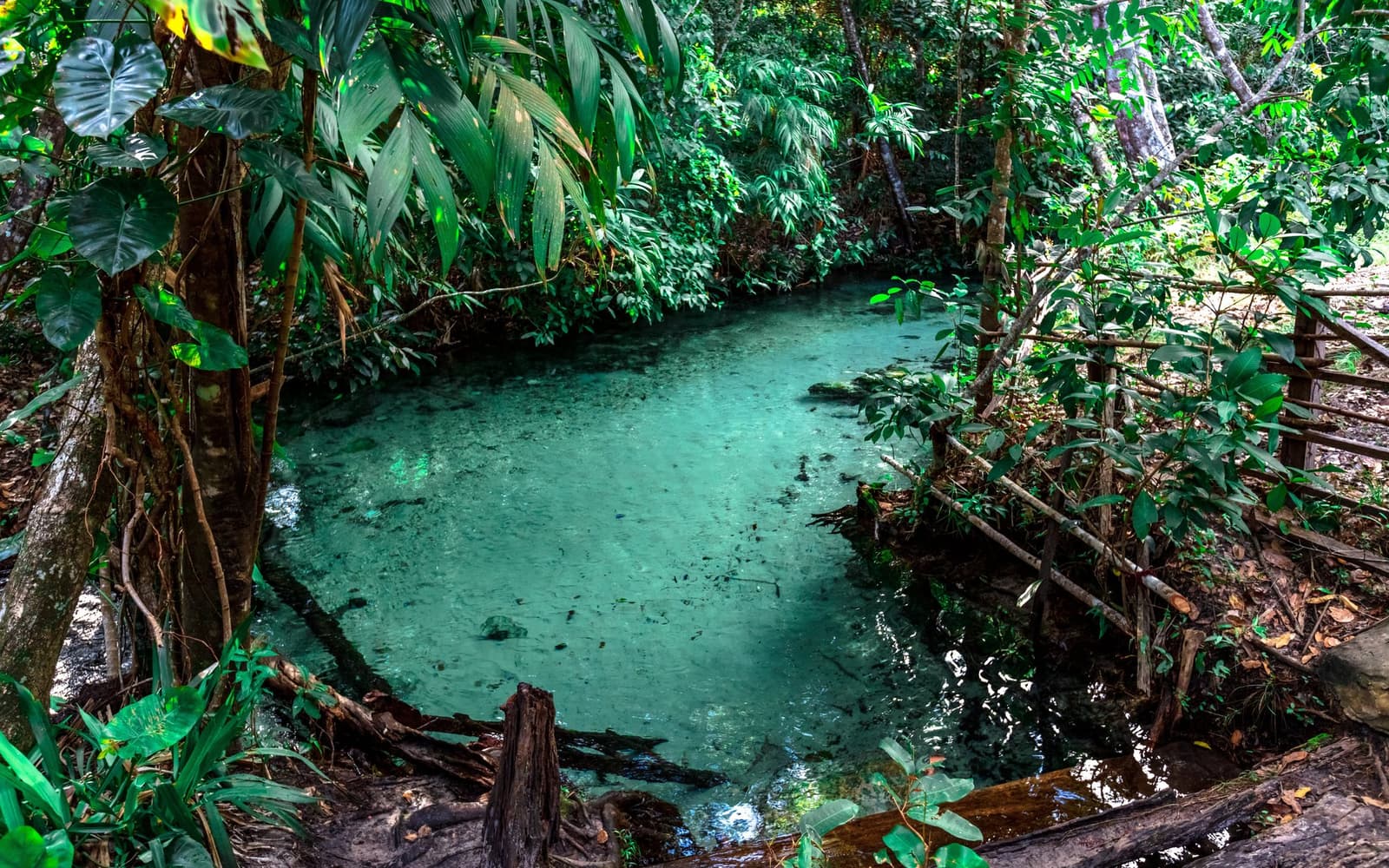 Une eau transparente surgit de la terre, encerclée par la forêt. Photo: Alberto Andrich Une source naturelle turquoise entourée d'une végétation tropicale dense lors du circuit de 4 jours au Jalapão, avec une eau cristalline révélant le fond sableux