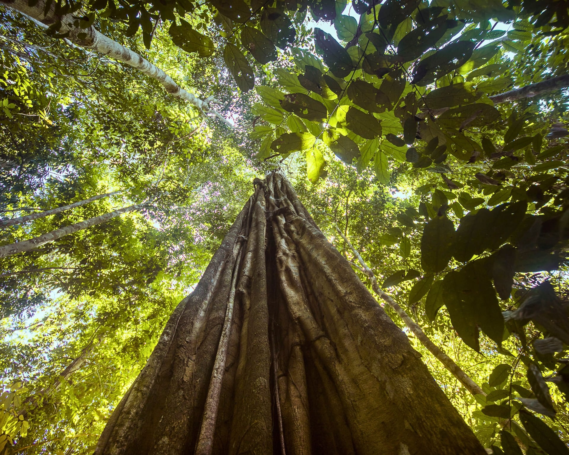 L’écotourisme en Amazonie : Une solution à la déforestation L’écotourisme en Amazonie : Une solution à la déforestation