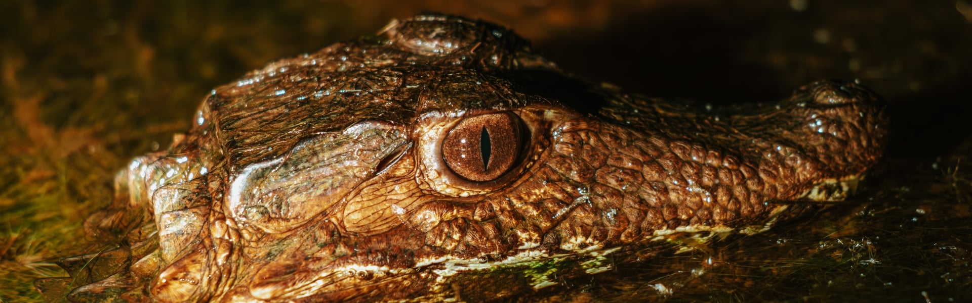 Les meilleurs circuits d’observation de la faune au Brésil Les meilleurs circuits d’observation de la faune au Brésil
