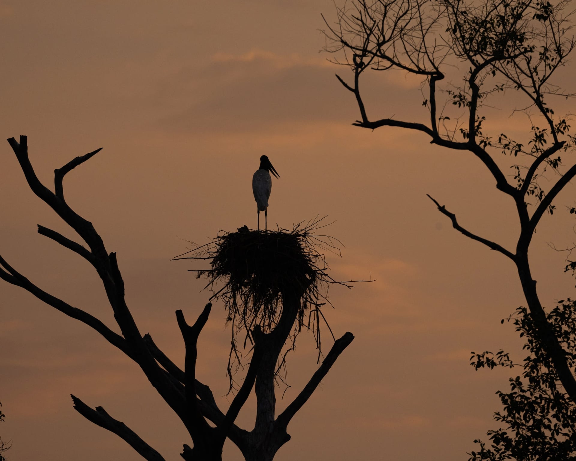 Pantanal Norte ou Sul: Qual você Deve Visitar? Pantanal Norte ou Sul: Qual você Deve Visitar?