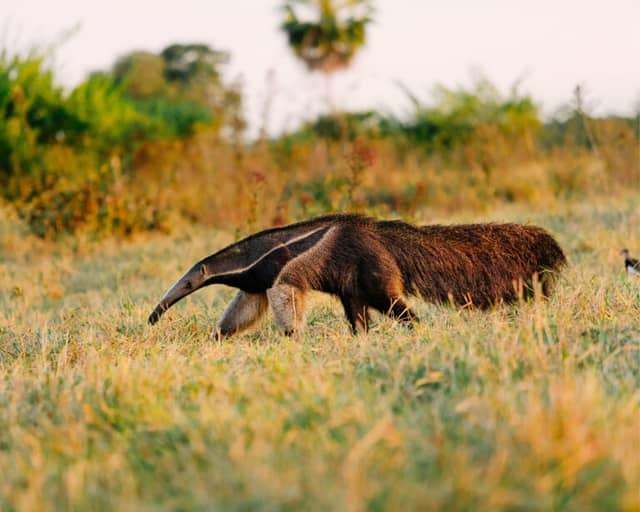 Wie viele Tage im Pantanal, Brasilien? Wie viele Tage im Pantanal, Brasilien?