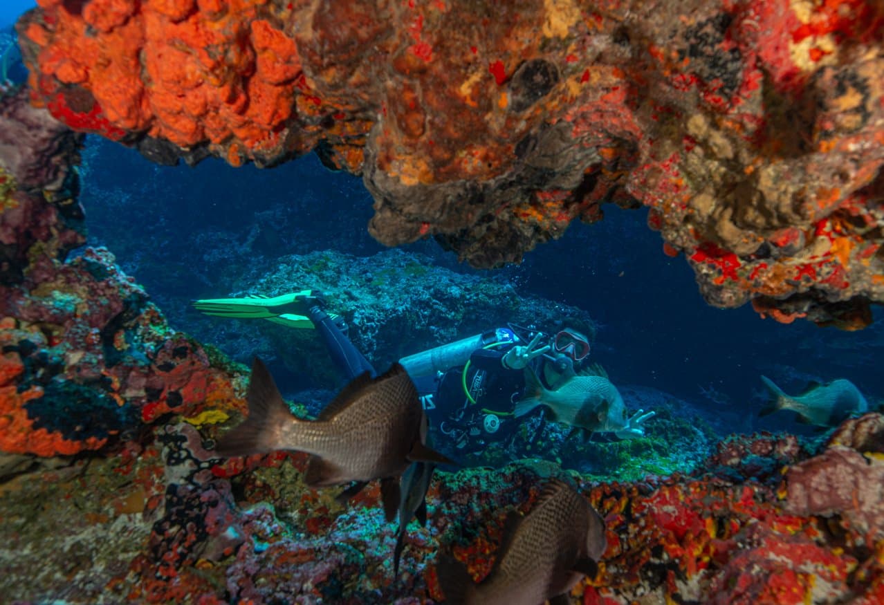 Die Fische vorne sind unbeeindruckt. Der Taucher dahinter ganz sicher nicht. Ein Taucher schwimmt durch einen farbenprächtigen Unterwasserbogen, der mit orangefarbenen und roten Schwämmen bedeckt ist, während große Rifffische im Vordergrund vorbeiziehen