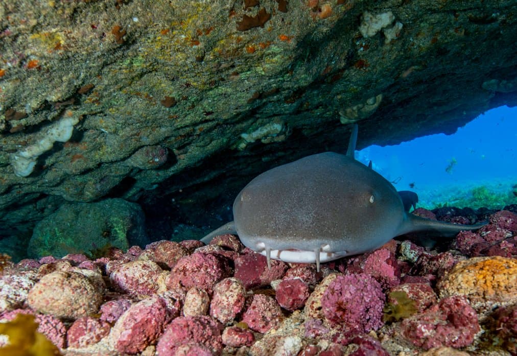 Kein Stress, kein Drama, hier ist der Ammenhai einfach Zuhause. Ein Ammenhai liegt reglos auf rosa bewachsenen Felsen unter einem dunklen Vulkanüberhang beim Adventurer Diving Course in Fernando de Noronha, im Hintergrund ist ein Taucher im blauen Wasser zu sehen