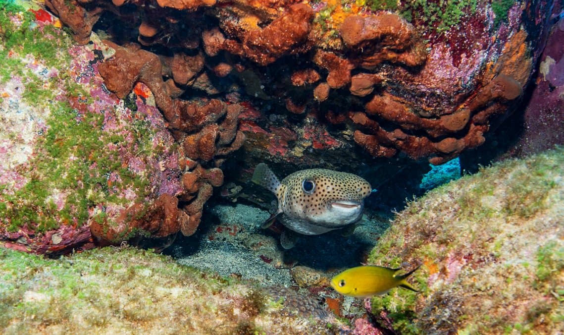 Hat seinen Platz gefunden, und gibt ihn so schnell nicht her. Ein gefleckter Igelfisch verbirgt sich in einer farbenfrohen Riffgrotte beim Adventurer Diving Course in Fernando de Noronha, während ein kleiner gelber Fisch im Vordergrund vorbeischwimmt