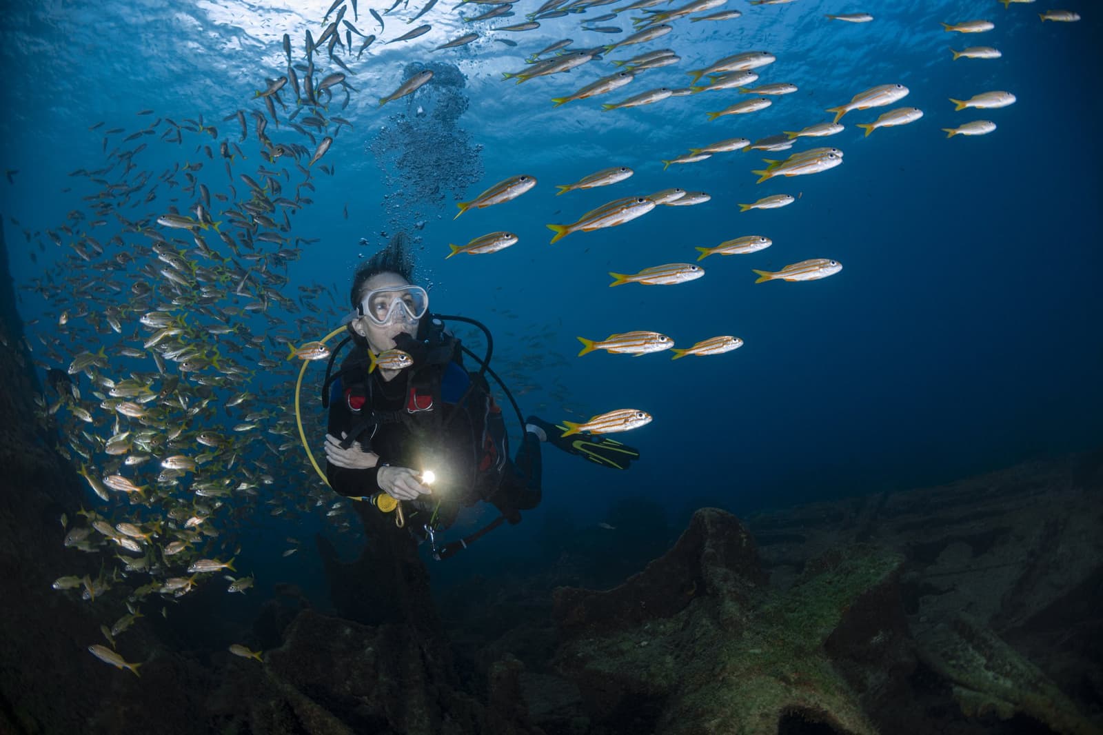 Hunderte Fische, ein Taucher, und alle schauen in dieselbe Richtung. Ein Taucher mit Taschenlampe ist von einem dichten Schwarm gelbgestreifter Fische umgeben beim Adventurer-Tauchkurs in Fernando de Noronha, mit felsigen Riffstrukturen im klaren blauen Wasser