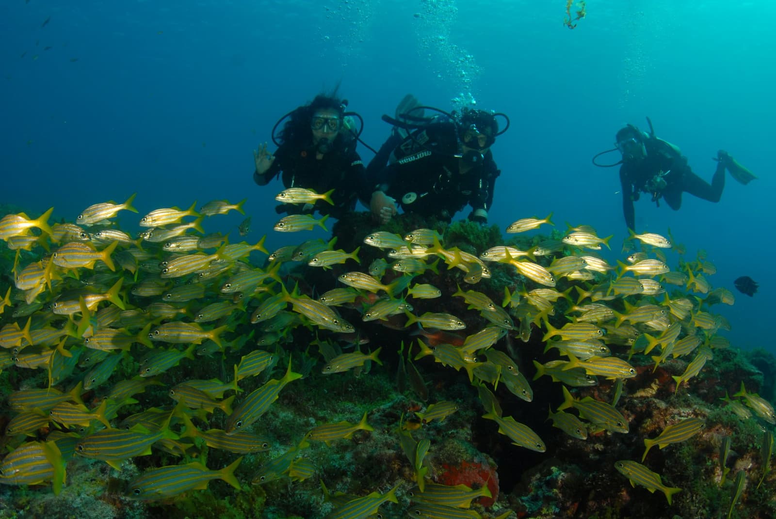 Ein Taucher winkt. Die Fische lassen sich davon herzlich wenig beeindrucken. Drei Taucher schweben über einem Korallenriff beim Adventurer Diving Course in Fernando de Noronha, umgeben von einem dichten Schwarm gelb-gestreifter Fische
