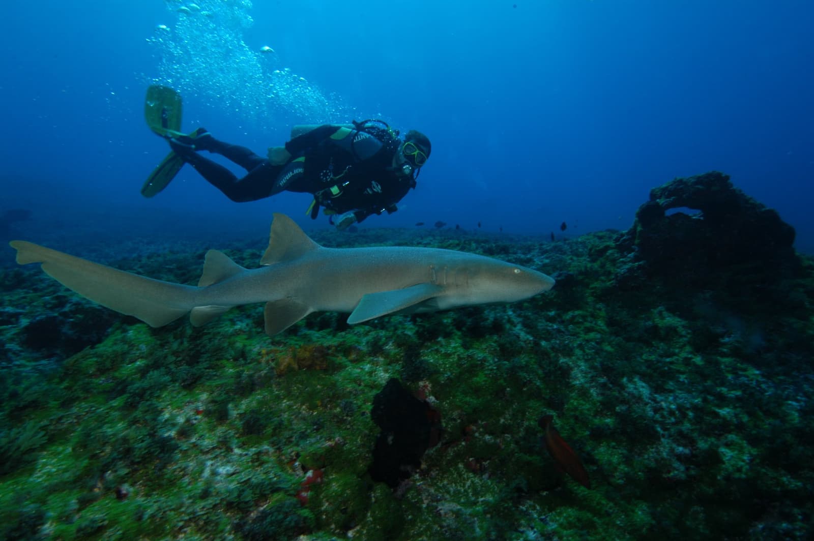 Nahe genug, um jeden Flossenstachel zu zählen, der Hai stört das wenig. Ein Taucher schwebt über einem felsigen Riff, während ein großer Ammenhai beim Adventurer-Tauchkurs in Fernando de Noronha vorbeizieht