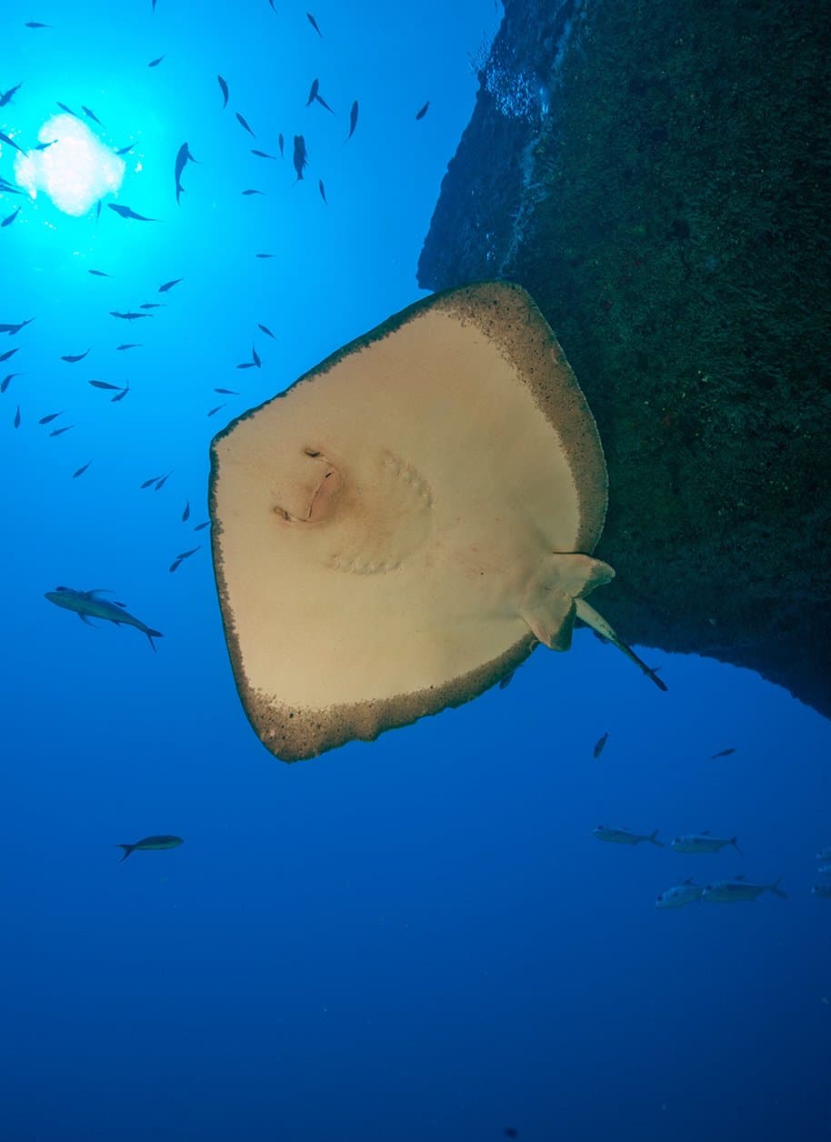Nicht jedes Gesicht, das man unter Wasser sieht, hätte man so erwartet. Ein großer Stachelrochen gleitet an einer dunklen Felswand vorbei, seine helle Unterseite und sein Mund deutlich sichtbar, während kleine Fische im strahlend blauen Wasser darüber verstreut sind