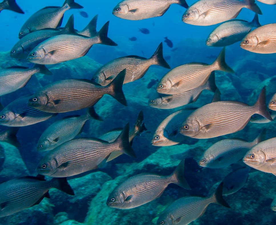 Hunderte von ihnen, ein einziger Rhythmus. Das Riff kommt kaum zu Wort. Ein dichter Schwarm gestreifter Silberfische zieht gemeinsam über ein felsiges Riff, wie man ihn beim Adventurer Diving Course in Fernando de Noronha erlebt