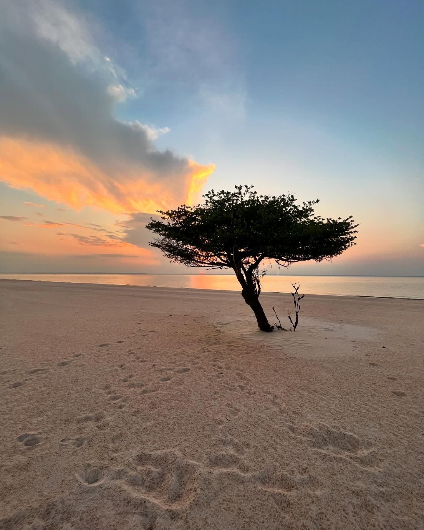 Un arbre, une plage, et le ciel qui fait tout le travail. Un arbre solitaire aux branches sculptées par le vent se dresse sur une plage de sable blanc au coucher du soleil lors d'une croisière sur l'Amazone depuis Alter do Chão, avec des nuages orange ardent reflétés sur l'eau calme