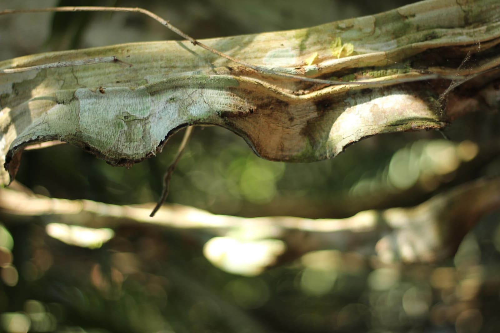 La forêt réserve ses plus beaux secrets à ceux qui prennent le temps. Gros plan sur une grande feuille séchée et enroulée ou un morceau d'écorce posé sur une branche dans le sous-bois de la forêt amazonienne