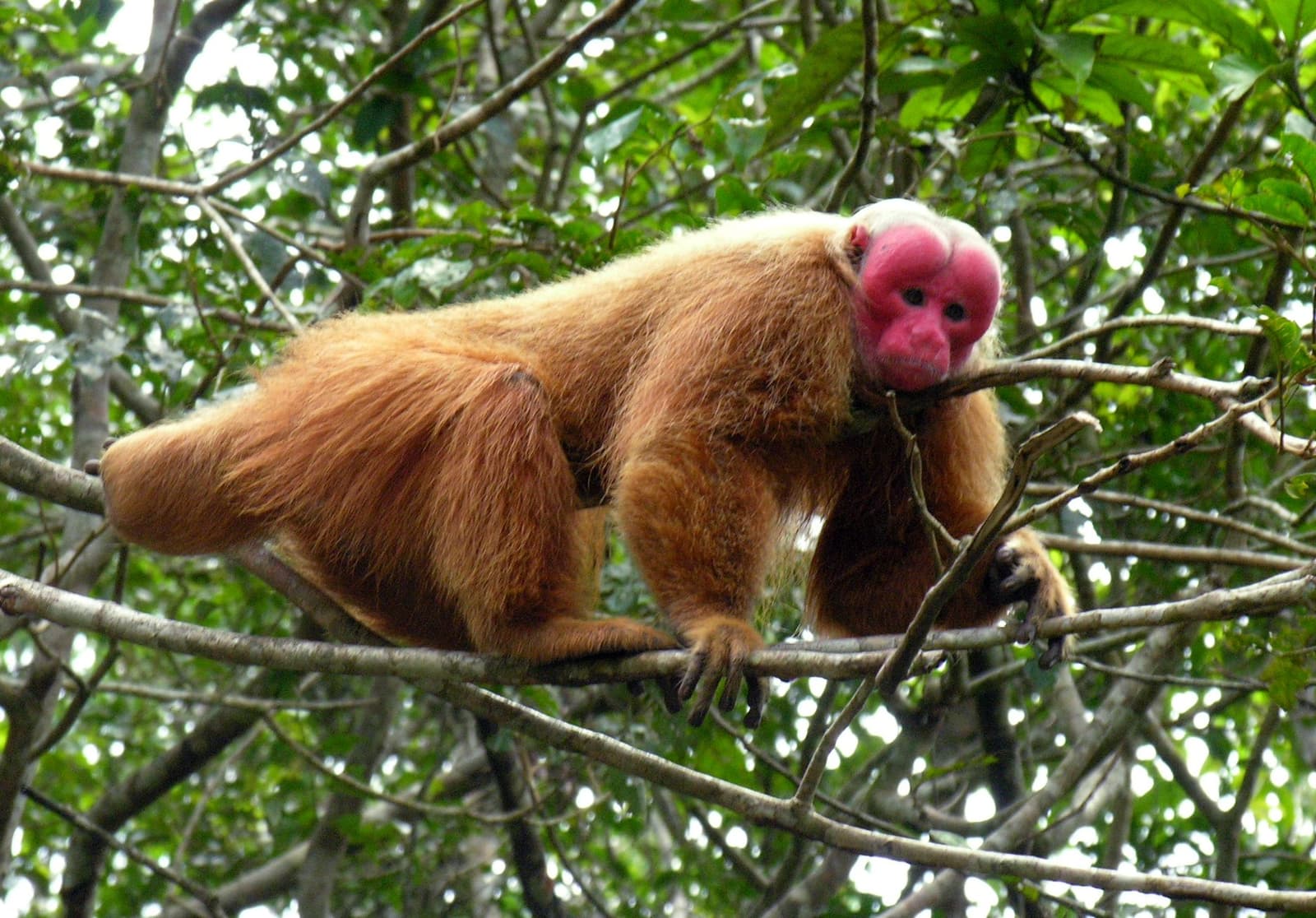 A cara vermelha não engana: é sinal de saúde, não de vergonha. Um uacari-branco com rosto carmesim brilhante e pelo castanho-alaranjado espesso empoleirado em galhos no dossel de floresta tropical densa, avistado durante uma viagem de ecolodge na floresta amazônica no Brasil