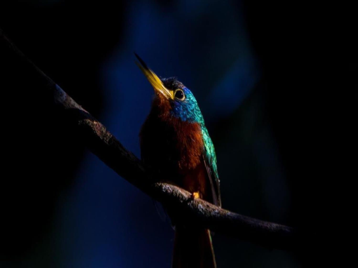 Pequeno, reluzente e completamente alheio ao fotógrafo. Um pequeno pássaro com bico amarelo, coroa azul-esverdeada e peito castanho-avermelhado pousado em um galho escuro na floresta amazônica
