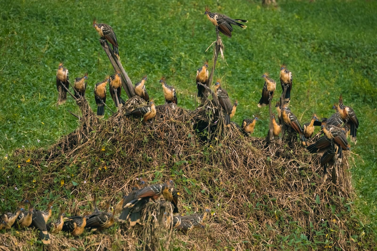 Ciganas em bando: barulhentas, cheirosas e completamente sem culpa. Uma grande colônia de jaós com cristas espetadas e plumagem ruiva aglomerados sobre um monte de vegetação seca cercado de grama verde, um encontro faunístico impressionante em uma viagem de ecolodge na floresta amazônica no Brasil