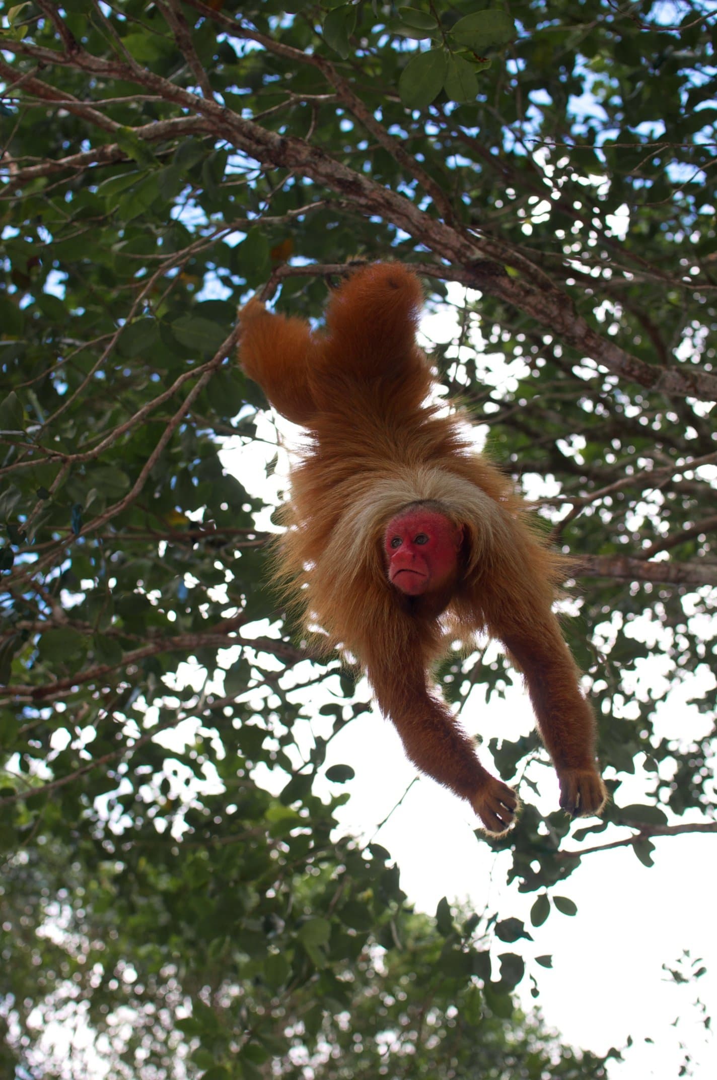 De cabeça pra baixo e com cara de poucos amigos. Um macaco uacari de rosto vermelho pendurado de cabeça para baixo em um galho do dossel da floresta tropical, com a pelagem alaranjada espalhada e o rosto carmesim voltado para a câmera