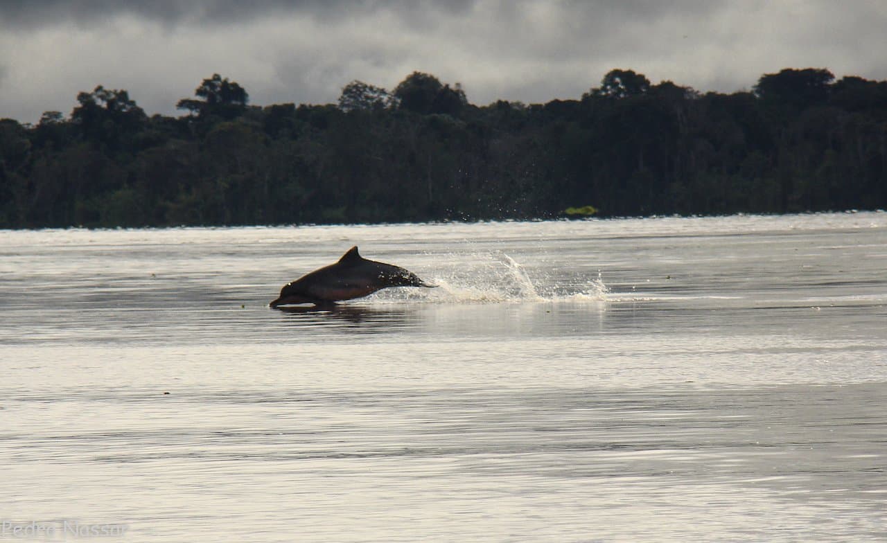 O boto aparece quando quer, e some antes de você piscar. Um boto-cor-de-rosa saltando da superfície lisa de um largo rio amazônico, com floresta densa na margem oposta sob céu nublado