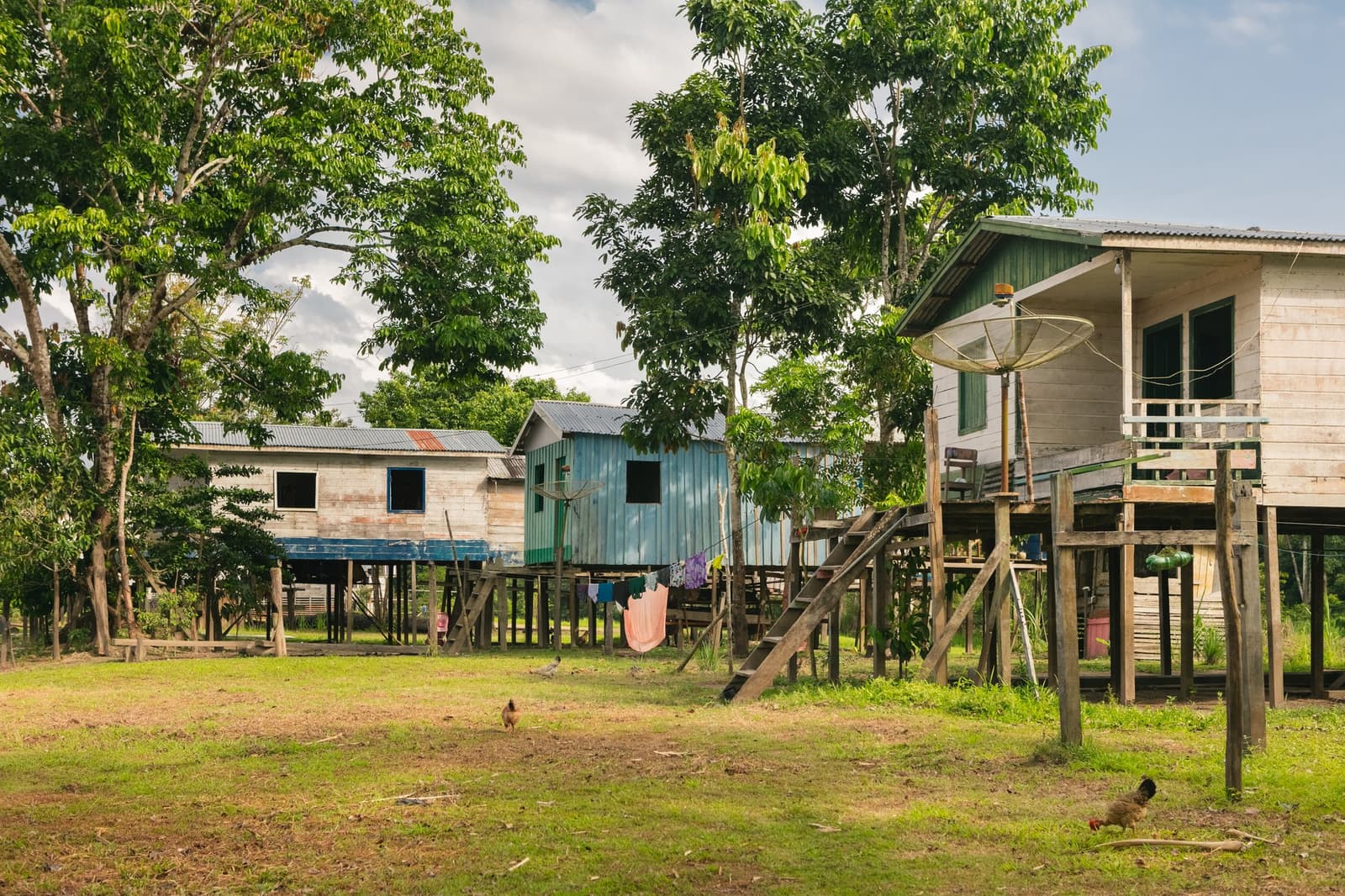 Palafitas, varal ao vento e uma galinha no terreiro: a Amazônia do dia a dia. Casas de madeira sobre palafitas com telhados de zinco em uma comunidade ribeirinha, roupas estendidas sob o assoalho elevado e galinhas circulando pelo gramado