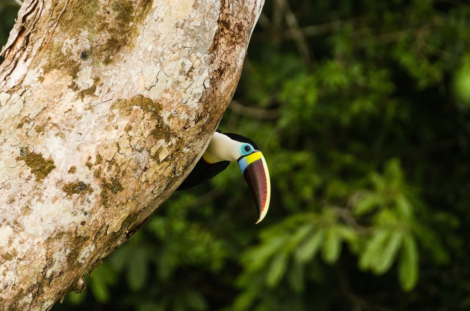 Curiosidade em forma de bico. Um tucano com um bico vistoso e multicolorido espreita por uma cavidade natural em um tronco de árvore, com folhagem verde exuberante ao fundo na floresta amazônica