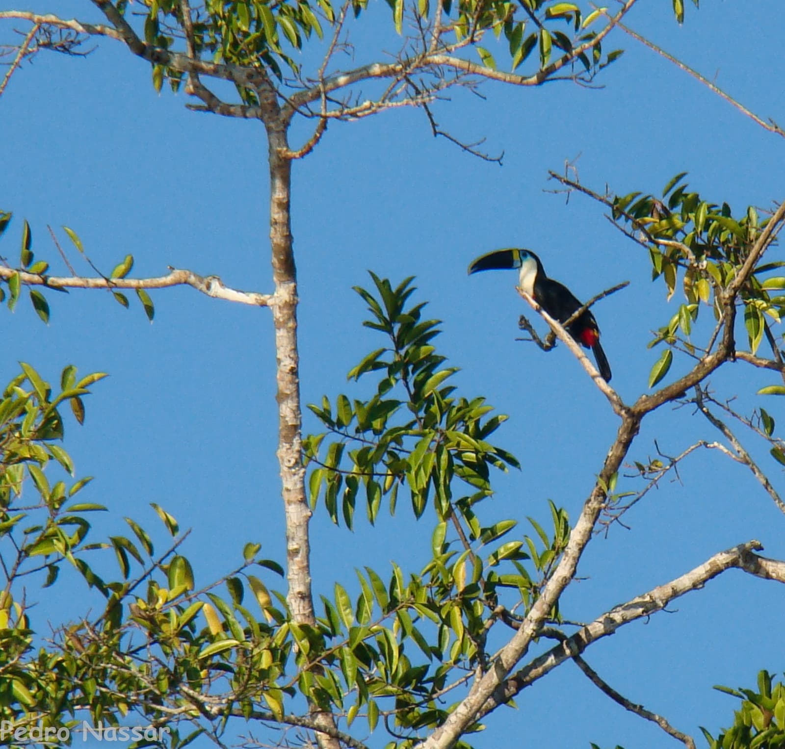 Lá no alto do dossel, de olho em tudo sem precisar se mover. Um tucano de bico grande e curvo com plumagem preta e cauda avermelhada pousado em um galho nu no alto da copa da floresta contra um céu azul límpido