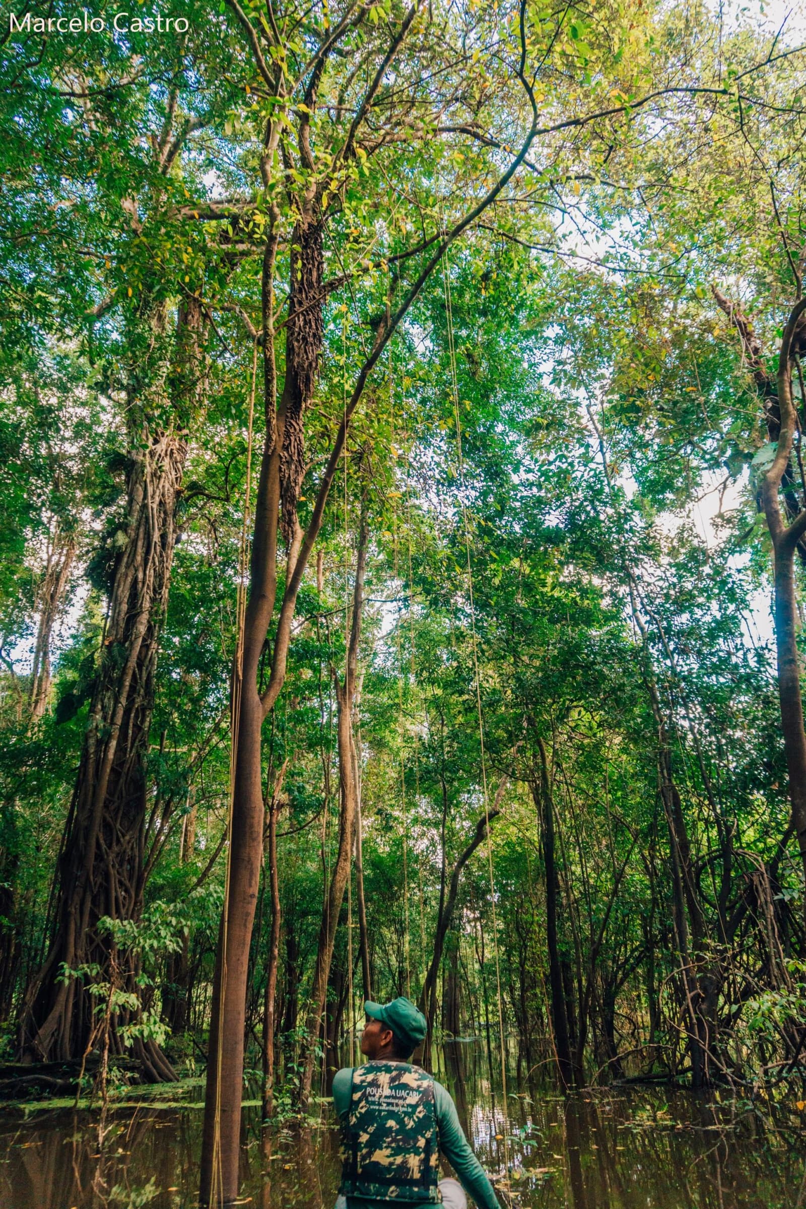 No igapó, a floresta cresce para cima e você vai junto com o olhar. Um guia com colete salva-vidas olha para o alto de árvores imenjas emergindo de uma floresta de igapó inundada, com raízes aéreas e cipós emoldurando a copa
