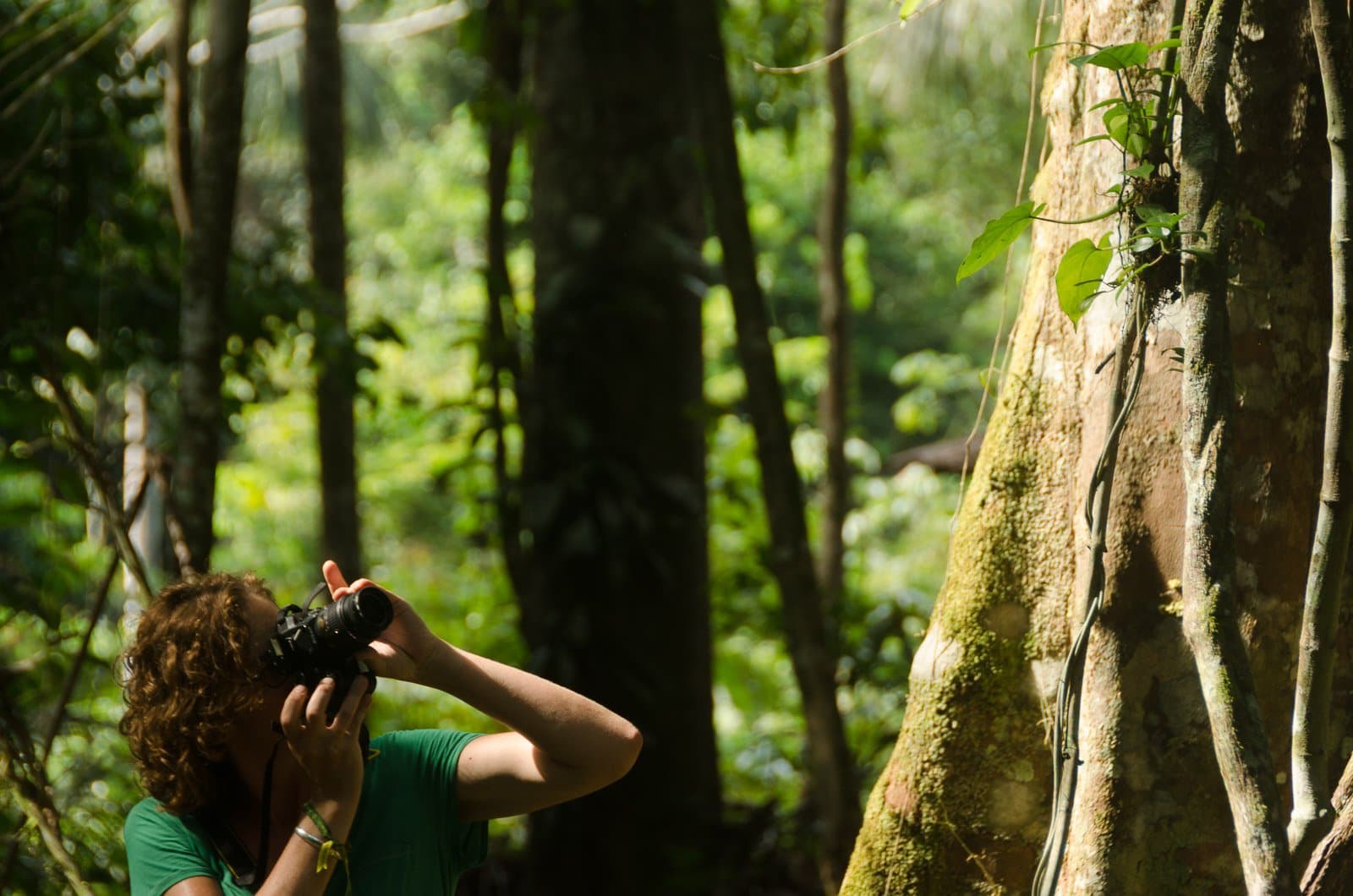 Binóculo na mão, olhar no alto, a floresta não deixa ninguém parado. Uma viajante levanta a câmera em direção ao dossel durante uma viagem de ecolodge na floresta amazônica no Brasil, ao lado de uma raiz tabular coberta de musgo em mata tropical densa