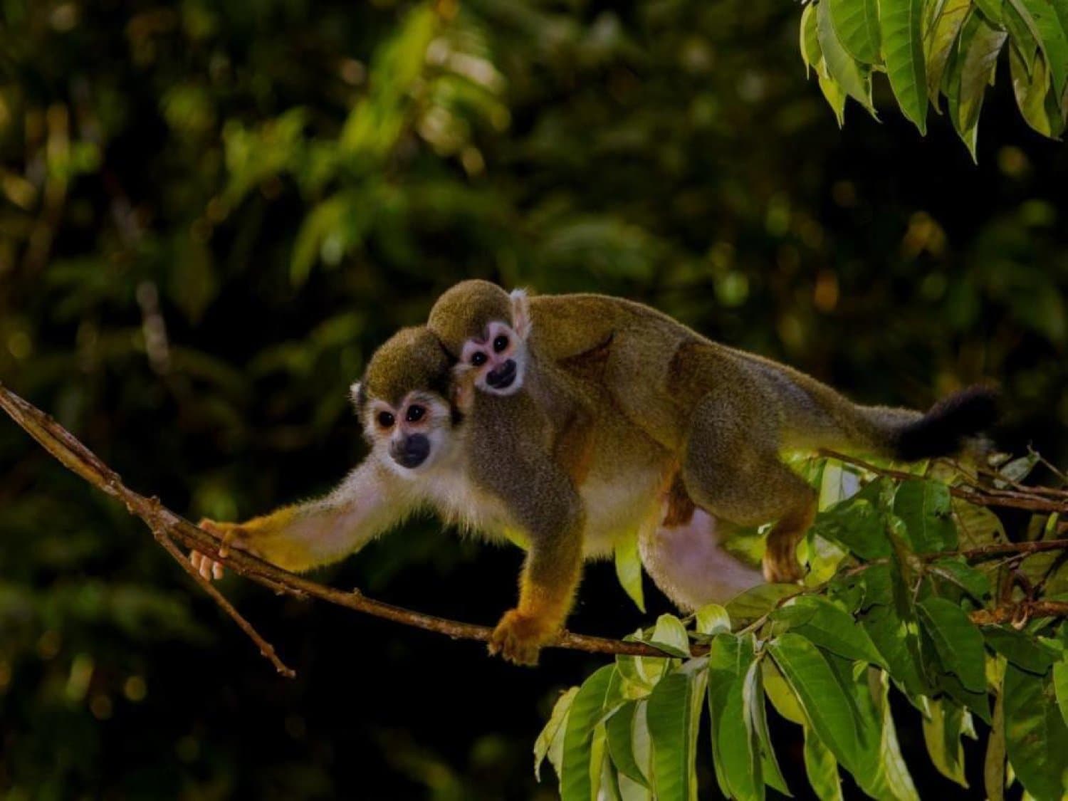 Filhote bem agarrado, mãe seguindo em frente sem hesitar. Uma mãe macaco-de-cheiro carrega seu filhote agarrado ao longo de um galho fino, cercada por uma densa copa verde