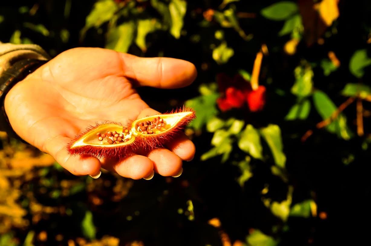 Urucum na palma da mão: tinta, tempero e proteção solar desde sempre. Uma mão segura uma cápsula aberta e espinhosa de urucum com sementes laranja-vivas expostas, durante uma aula de identificação de plantas em um tour de sobrevivência na Amazônia