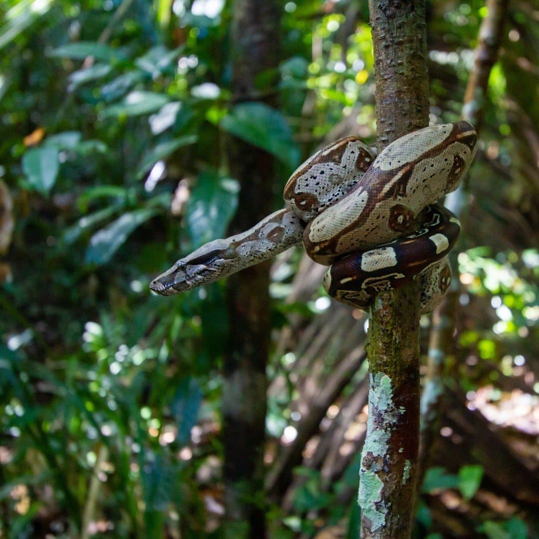 Enrolada no galho, ela observa tudo sem precisar se mover um centímetro. Uma grande jiboia enrolada firmemente em torno de um tronco fino na densa vegetação da floresta amazônica, com suas escamas creme e marrom bem visíveis