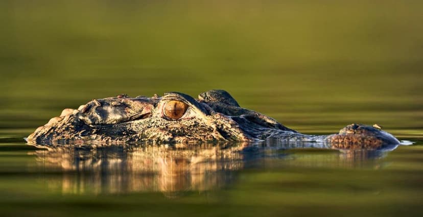 A caiman floating almost entirely submerged in still green water, its amber eye and armored skull barely breaking the surface during an Amazon survival tour A caiman floating almost entirely submerged in still green water, its amber eye and armored skull barely breaking the surface during an Amazon survival tour