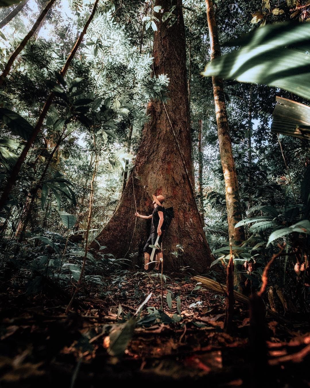 A floresta tem sua própria forma de mostrar quem manda. Um viajante de chapéu de palha encostado ao imenso tronco com sapopemas de uma árvore gigante da floresta tropical durante um tour de sobrevivência na Amazônia, minúsculo diante da imensidão da copa
