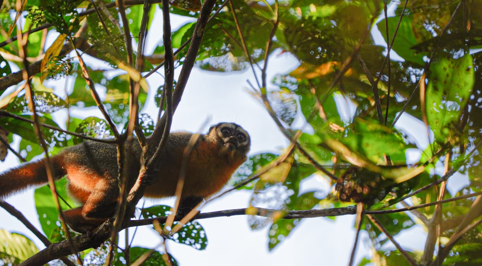 Ele já tinha nos avistado. A gente é que pensava estar observando. Um macaco-da-noite de olhos grandes e pelo ferrugem e cinza observa de cima entre galhos e folhas da floresta