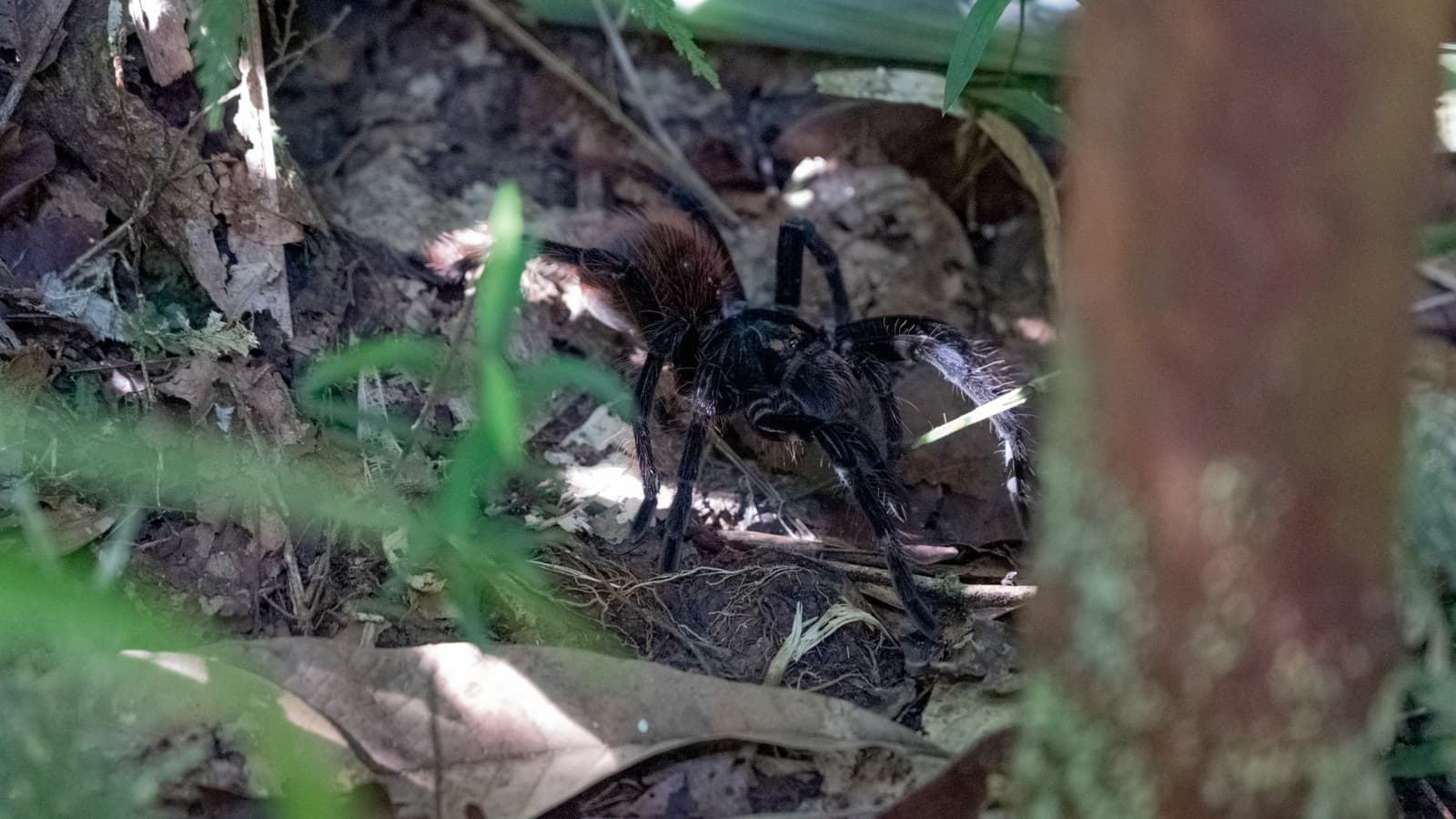 A maioria das pessoas passa pertinho sem perceber que ela está ali. Uma grande tarântula escura e peluda descansa entre folhiço e raízes no chão da floresta, avistada durante uma caminhada noturna no tour de sobrevivência na Amazônia