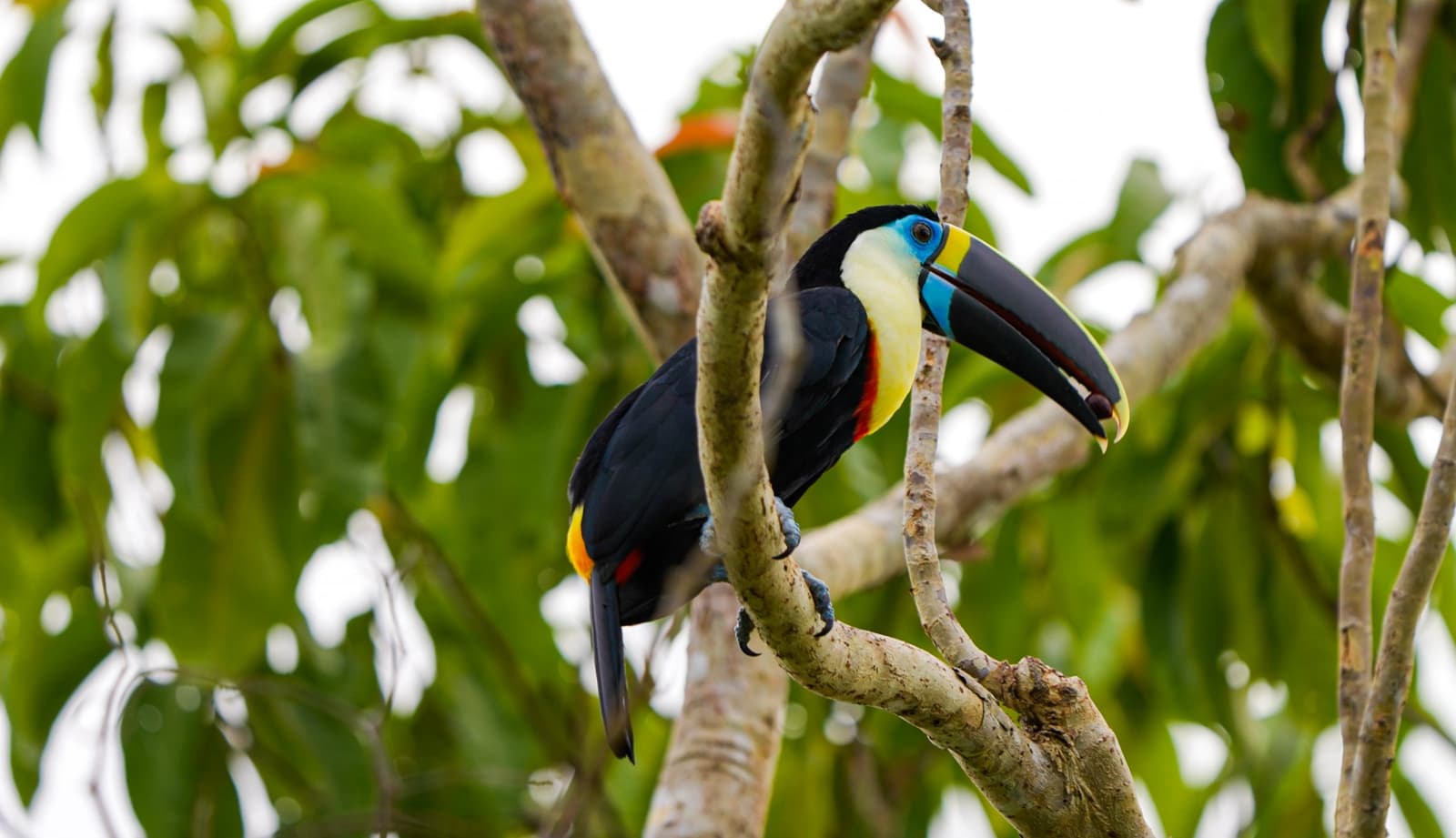 Na Amazônia, o tucano não precisa chamar atenção, ele simplesmente tem. Um tucano-de-papo-branco com bico multicolorido pousado em um galho nu cercado por folhagem tropical exuberante
