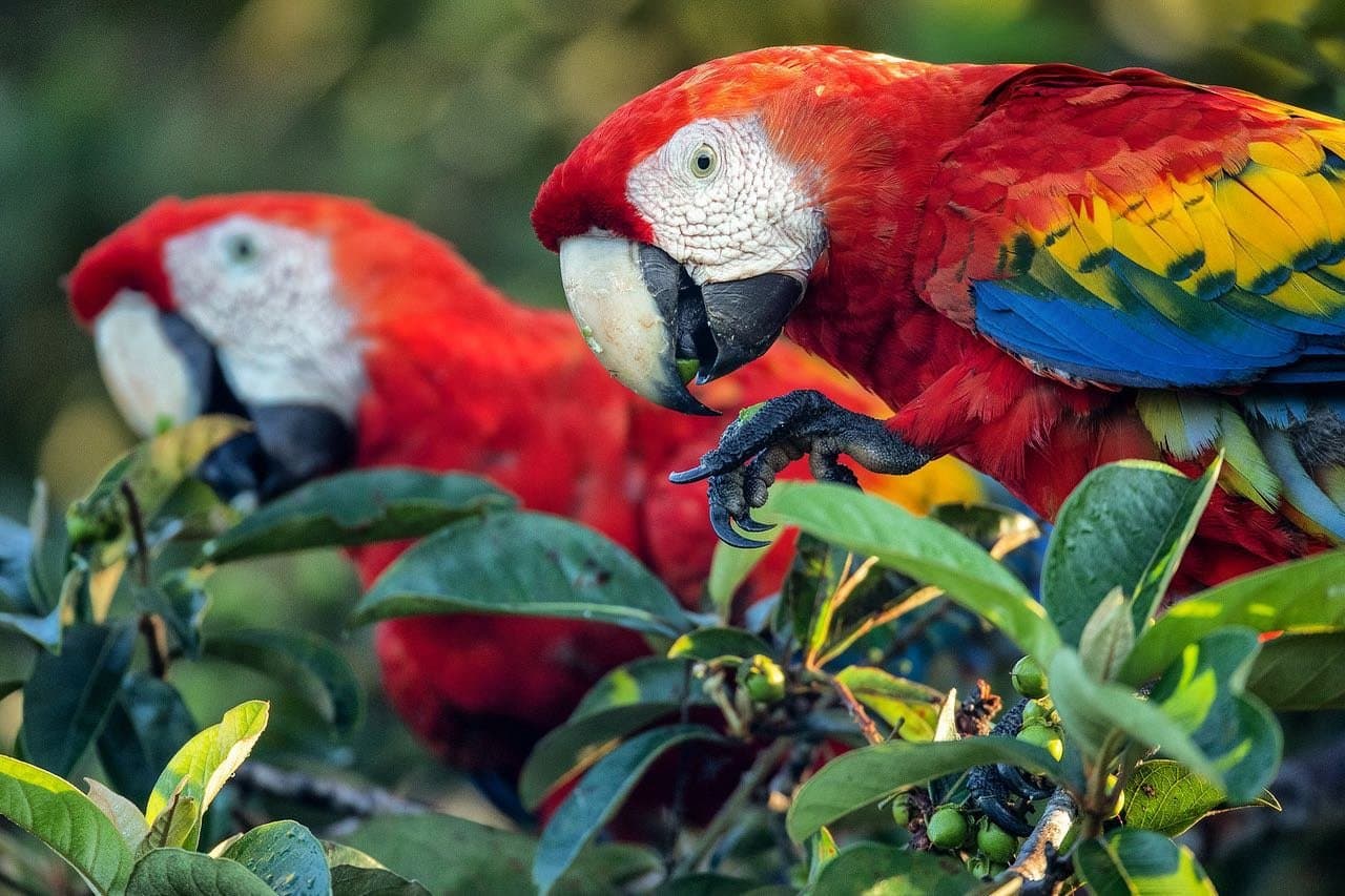 Kein Tisch reserviert, kein Problem, Aras kennen die besten Spots. Zwei Hellrote Aras mit leuchtendem rot-gelb-blauem Gefieder fressen zwischen grünen Blättern im Amazonas-Abenteuer-Trekking