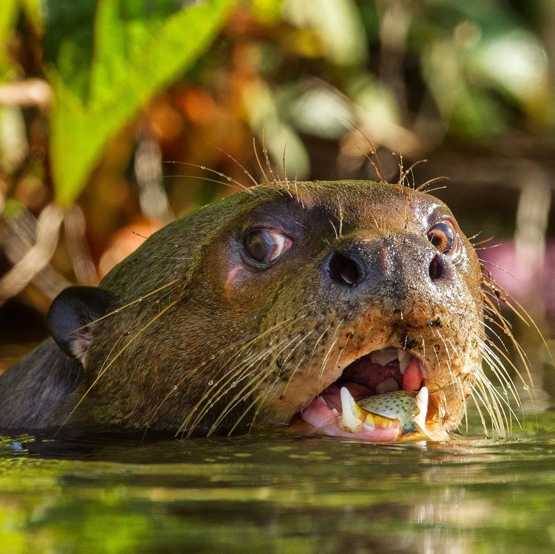 Mittagessen gesichert. Der Fluss hat seinen besten Angler. Ein Riesenotter taucht mit einem kleinen Fisch zwischen den Zähnen aus dem Wasser auf, üppige grüne Vegetation im unscharfen Hintergrund