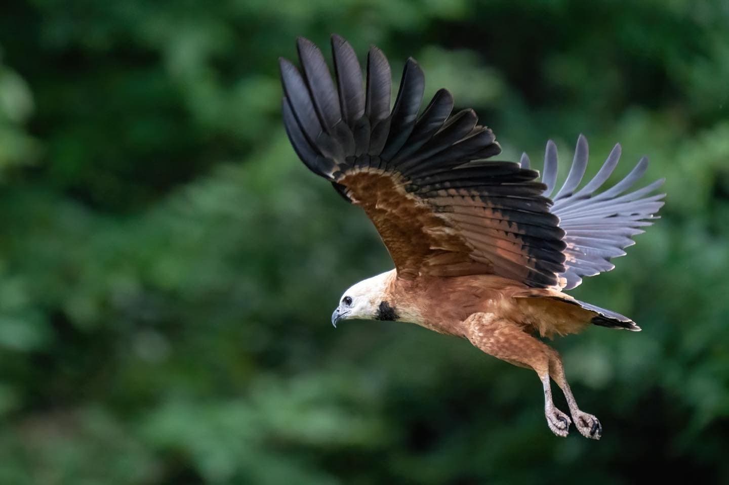 Ein Greifvogel im Tiefflug, und plötzlich steht die ganze Gruppe still. Ein großer Greifvogel mit kastanienbraunem Gefieder und dunklen Flügelspitzen gleitet mit weit ausgebreiteten Schwingen vor einem verschwommenen grünen Blätterdach