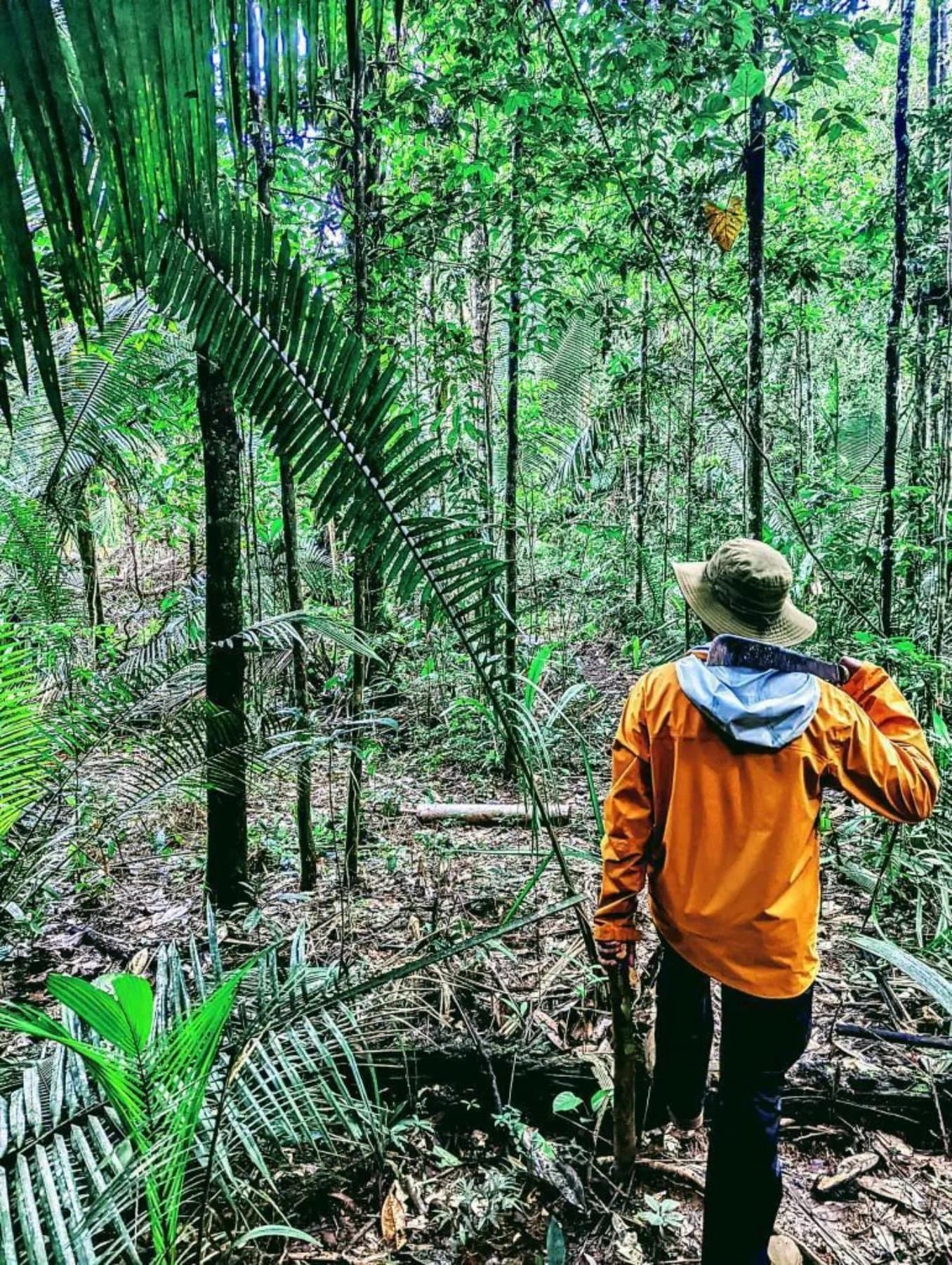 Er hört den Wald schon, bevor du ihn siehst. Ein Führer in orangefarbener Jacke und breitkrempigem Hut führt durch dichtes Regenwald-Unterholz mit hohen Palmen und tropischen Bäumen, ein Machete über der Schulter