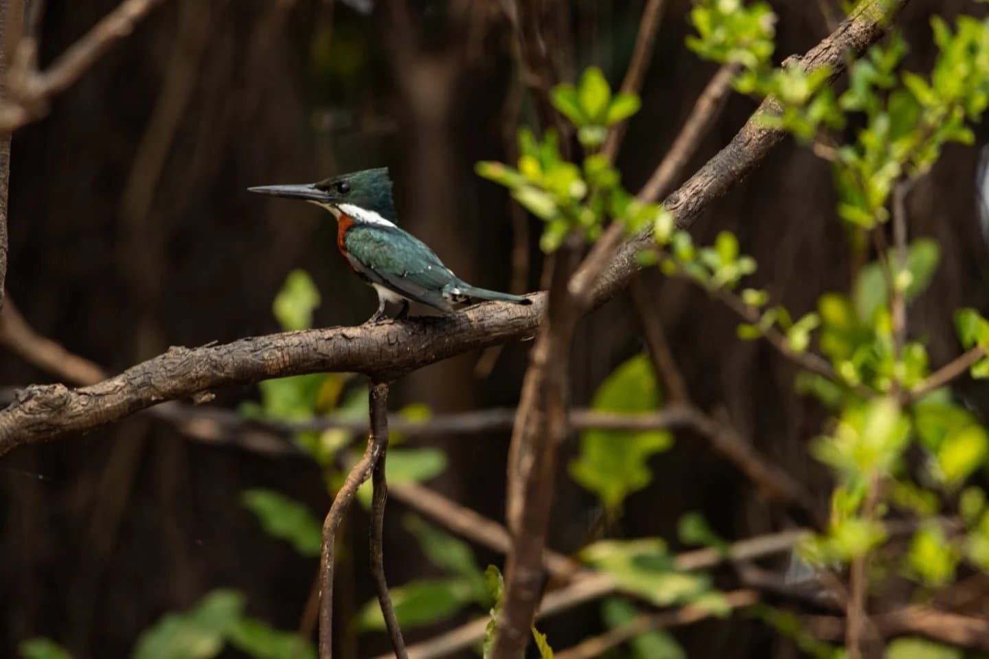 Reglos sitzen, blitzschnell zuschlagen, so funktioniert der Amazonas-Eisvogel. Ein blaugrüner Eisvogel mit rostroter Brust sitzt auf einem kahlen Ast inmitten von Flussvegetation im Amazonas