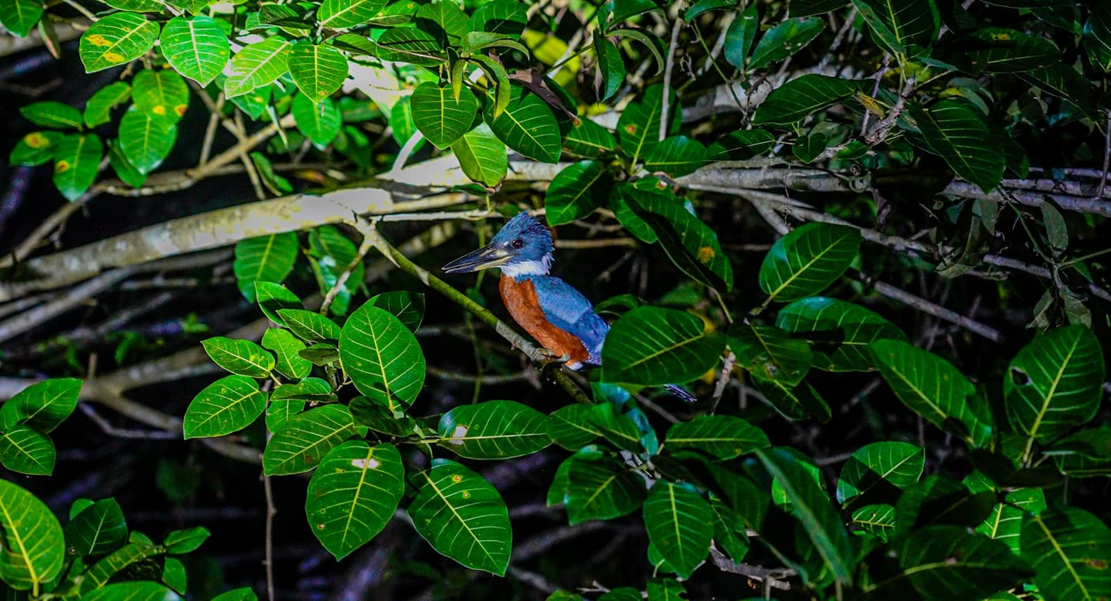 Geduld in Vogelform, mitten im grünen Labyrinth. Ein blau-rotbrauner Eisvogel sitzt auf einem Ast inmitten dichter grüner Blätter im Amazonas-Regenwald