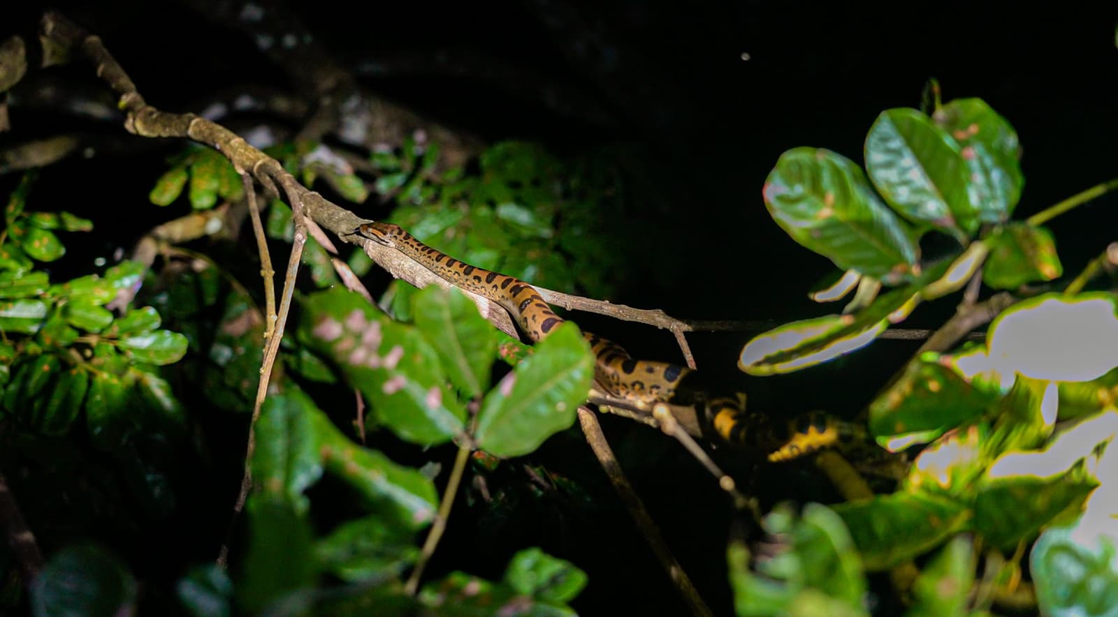Nach Einbruch der Dunkelheit übernehmen ganz andere Akteure den Regenwald. Eine auffällig gemusterte, orange-schwarz gefleckte Schlange windet sich bei Nacht entlang eines dünnen Astes inmitten tropischen Blattwerks