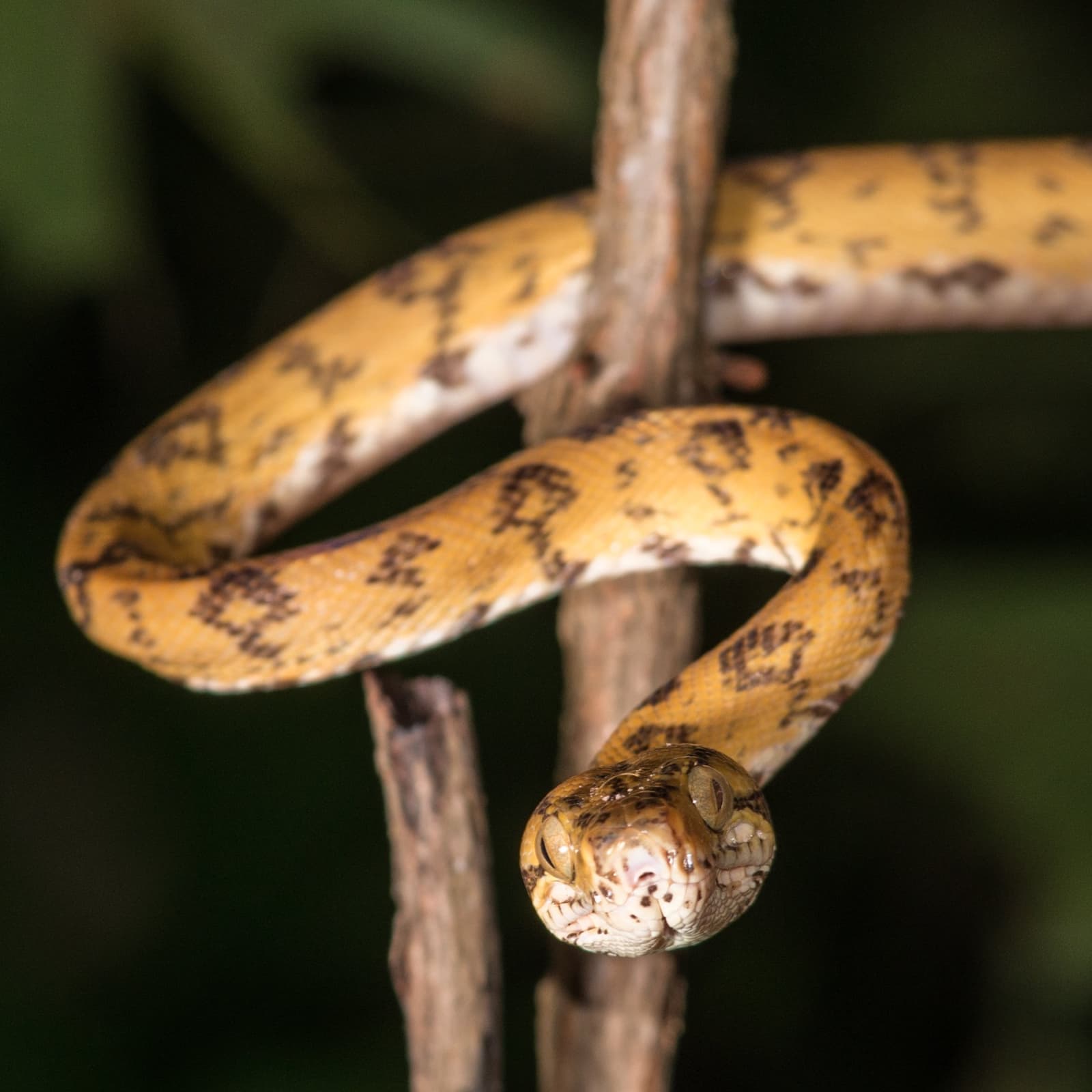 A floresta apresenta seus moradores para quem tem calma para esperar. Uma serpente amarelo-dourada com manchas marrom-escuras enrolada em galhos secos contra um fundo de floresta escura, avistada durante um passeio noturno no Anavilhanas Jungle Lodge Brasil