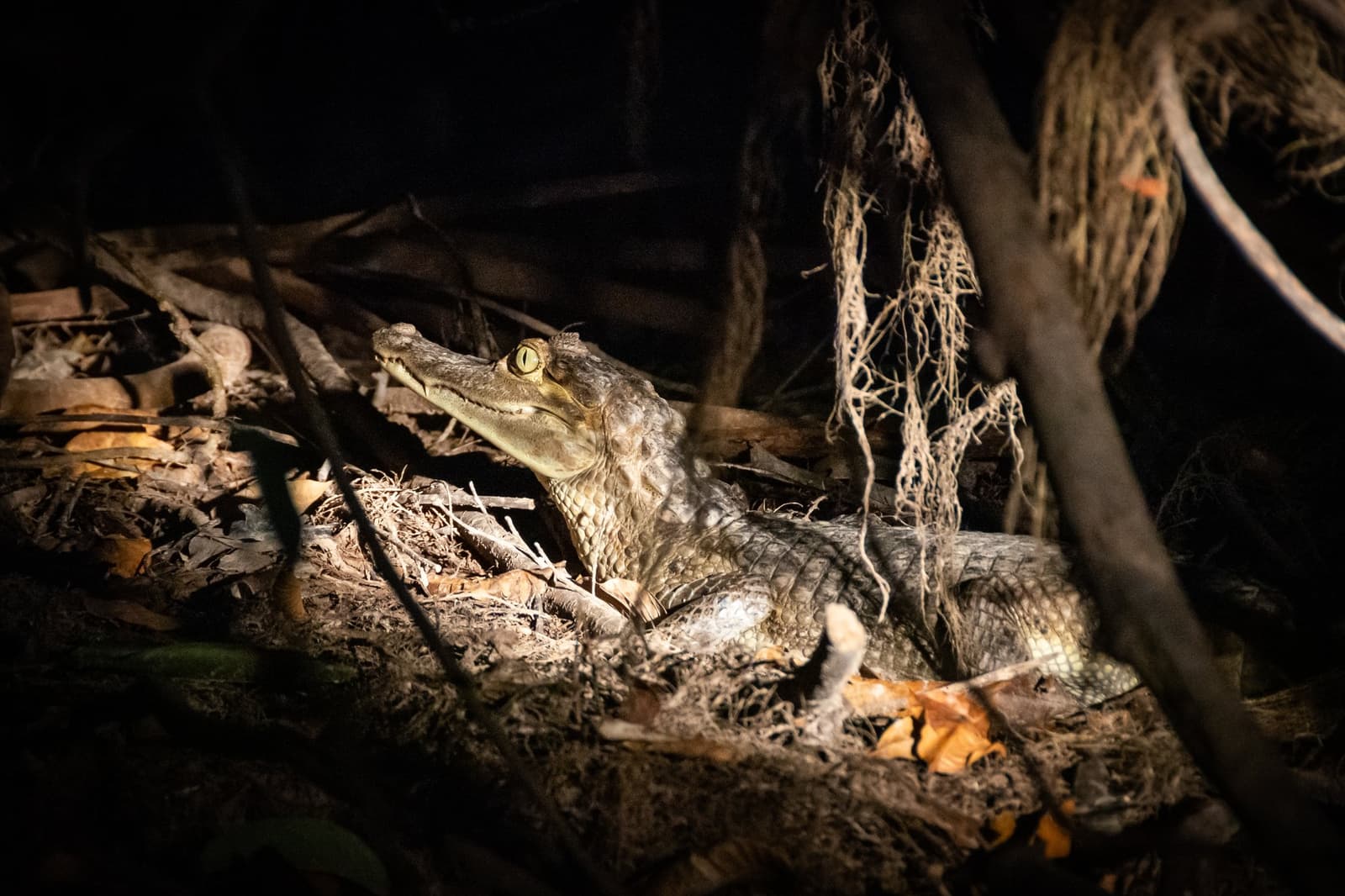 Na Amazônia, a noite tem olhos, e eles estão bem aqui. Um filhote de jacaré iluminado por lanterna durante um passeio noturno no Anavilhanas Jungle Lodge Brasil, seu olho dourado faiscando entre raízes e folhas no chão da floresta