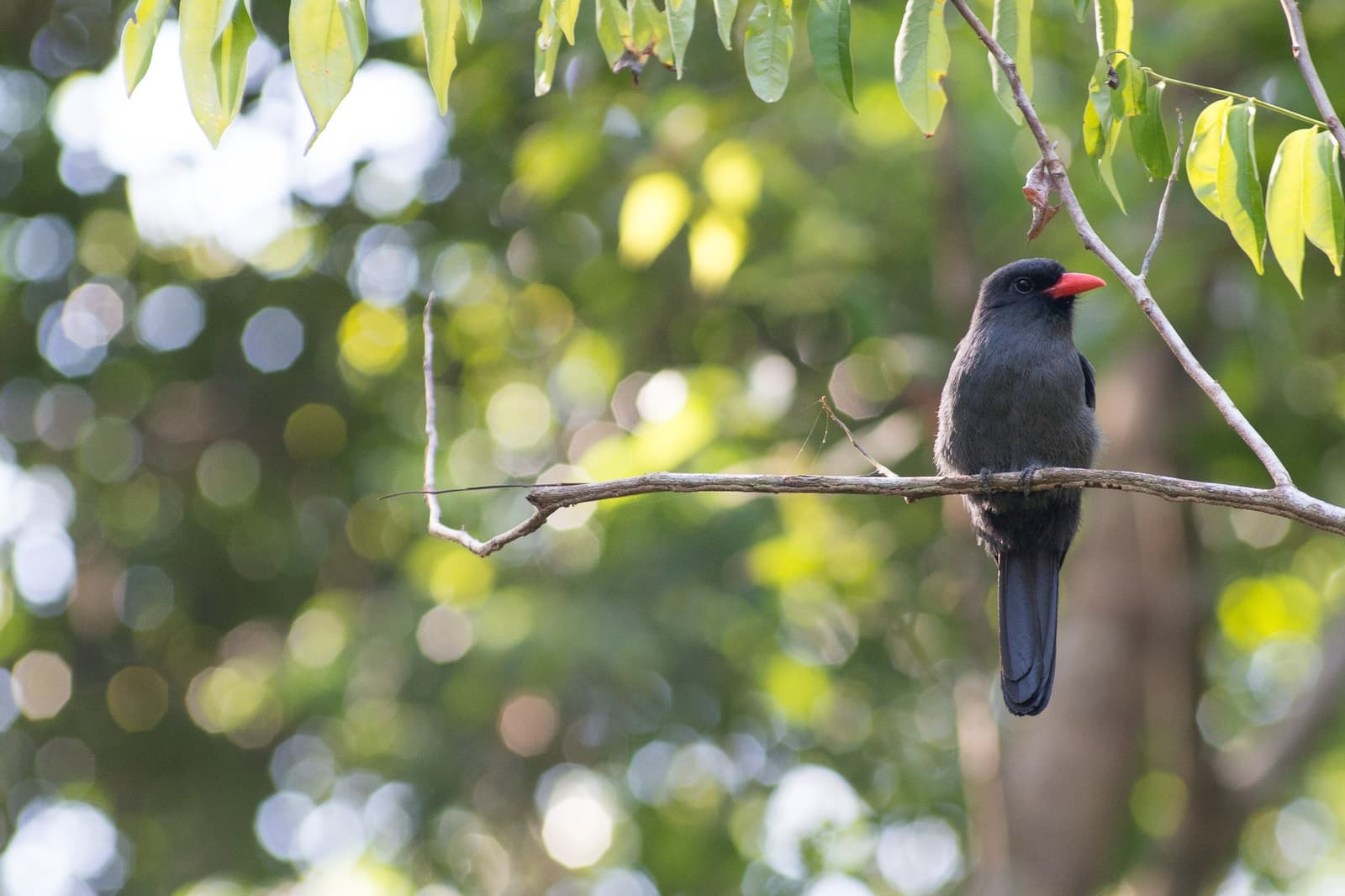 O bico vermelho fala por si só. Um pássaro cinza-ardósia com bico vermelho vivo pousado em um galho seco em frente ao dossel desfocado da floresta amazônica na Anavilhanas Jungle Lodge Brasil
